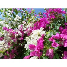 Bitkim Sende Çift Renk Pembe Beyaz Begonvil Çiçeği Fidanı 60 cm Saksılı