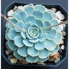 Bitkim Sende Dev Boy Xxl Echeveria Glauca (Aşkın Gözyaşı) Sukulent Bitki