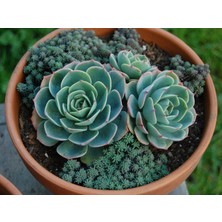 Bitkim Sende Dev Boy Xxl Echeveria Glauca (Aşkın Gözyaşı) Sukulent Bitki