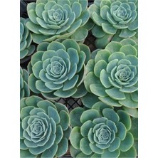 Bitkim Sende Dev Boy Xxl Echeveria Glauca (Aşkın Gözyaşı) Sukulent Bitki