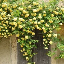 Bitkim Sende Sarı Sarmaşık Gül Fidanı Kokulu Tüplü  90-140 cm
