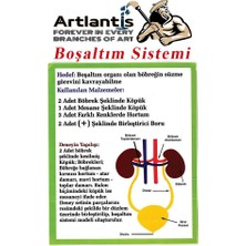 Artlantis Boşaltım Sistemi Modeli 8 Parça 1 Paket Okul Sınıf Deney Seti Böbrek Boşaltım Sistem Deney Malzemesi