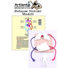 Artlantis Dolaşım Sistemi Modeli 5 Parça 1 Paket Okul Sınıf Deney Seti Kan Akışı Dolaşım Sistem Deney Malzemesi