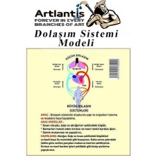 Artlantis Dolaşım Sistemi Modeli 5 Parça 1 Paket Okul Sınıf Deney Seti Kan Akışı Dolaşım Sistem Deney Malzemesi