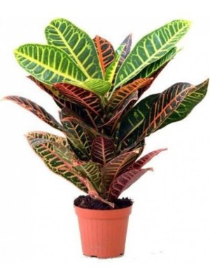 Bitkim Sende Ithal Croton Petra Kroton 17 cm Saksıda 60 cm Ev Bitkisi Ofis Bitki