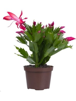 Bitkim Sende Schlumbergera 'pink' - Kaktüs - Pembe Yılbaşı Çiçeği
