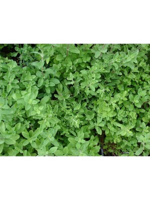 Bitkim Sende Mercan Köşk Bitkisi Çiçeği Fidanı 30 cm