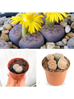 Bitkim Sende Taş Kaktüs Özel Tür Lithops 5.5 Saksıda