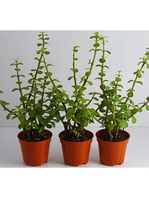 Bitkim Sende Crassula Bonsai Porticulara Afra Yesim Ağacı Şans Bitkisi Sukulent 8.cm Saksıda