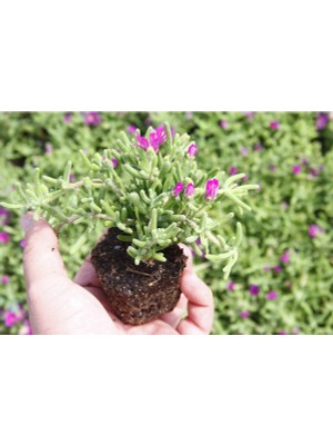 Bitkim Sende Acem Halısı - Mezarlık Kabir Çiçeği 25 Adet  Dış Mekan Süs Bitkisi Yer Örtücü