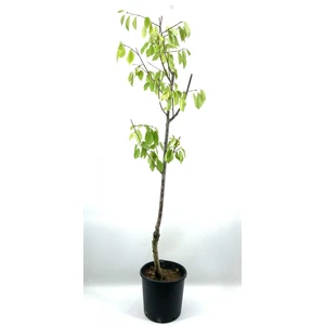 Bitkim Sende  Vişne (Kütahya) Fidanı 2-3 90 cm Bol Verimli Soğuğa Dayanıklı