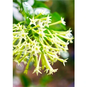 Bitkim Sende Melisa Fidanı Saksılı 40 50 cm Bol Kokulu