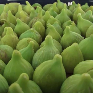 Bitkim Sende Izmir Bardacık Incir Fidanı 2 Yaşında 40 cm 60 cm Bol Verimli