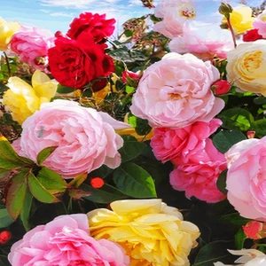 Bitkim Sende Yediveren Gül Seti 50 cm 5 Adet (Sarı Kırmızı Beyaz Pembe Turuncu)