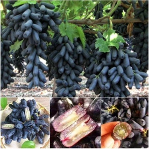 Bitkim Sende 1 Adet Black Finger Çekirdeksiz Üzüm Fidanı Bol Verimli