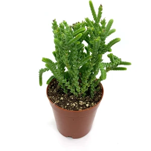 Bitkim Sende Prenses Çamı Sukulent