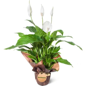 Nema Bahçe Barış Çiçeği(Spathiphyllum ) Salon Saksı Bitkisi