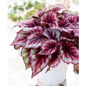 Bitkim Sende Pembe Alaca Yapraklı Begonya Rex Tango Begonia