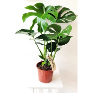 Bitkim Sende Monstera Deliciosa Xl - Deve Tabanı - Ev Ofis Salon Iç Mekan Bitkisi - 60 cm