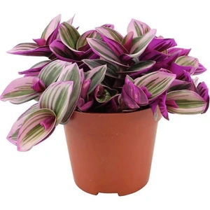 Bitkim Sende Pembe Telgraf Çiçeği Tradescantia Nanouk 15-25 cm