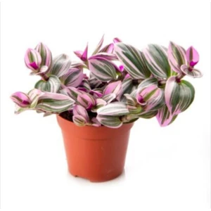 Bitkim Sende Tradescantia Nanouk 15 cm Pembe Telgraf Çiçeği Canlı Bitki