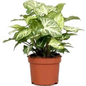 Bitkim Sende Syngonıum Melek Kanadı