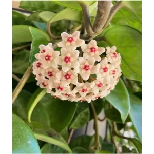 Bitkim Sende 1 Metre Mum Çiçeği Beyaz 100 cm Ev Salon Bitkisi Hoya Carnosa Çiçekli Bitki