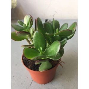 Bitkim Sende Crassula Şans Para Çiçeği (Zenginlik Çiçeği) 25-30CM