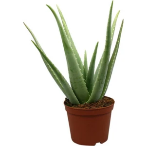 Bitkim Sende Aloe Vera Bitkisi 25-30 cm