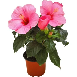 Bitkim Sende Japon Gülü Hibiscus Pembe Renk Çiçekli Kalın Yapraklı Ithal