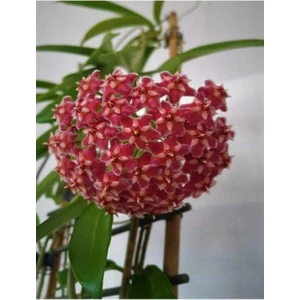 Bitkim Sende Mum Çiçeği Kırmızı 20-25 cm Ev Salon Bitkisi Hoya Carnosa Iç Mekan Bitkisi