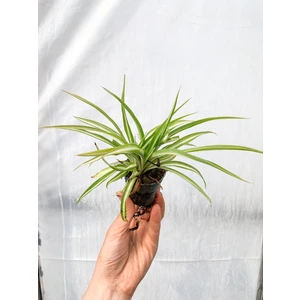 Bitkim Sende Kurdele Çiçeği Bitkisi Chlorophytum Comosum