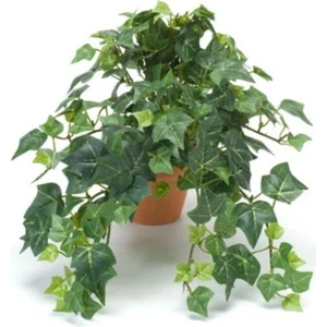 Bitkim Sende Hedera Helix Sarmaşığı Saksı Ofis Ev ve Balkon Bitkisi