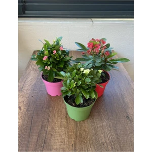Bitkim Sende Euphorbia Milii - 3'lü Dikenler Tacı Set