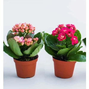 Bitkim Sende Kalanchoe Çiçeği Kalanşo 2li Set Mini Saksılı