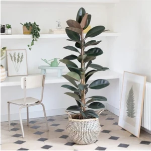 Bitkim Sende Kauçuk Bitkisi Tek Dal 50-80Cm Ofis Bitkisi