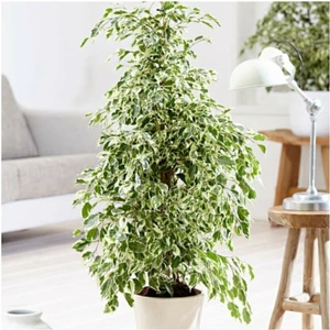 Bitkim Sende Benjamin Ficus Starlightt