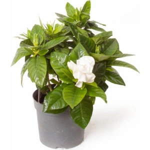 Bitkim Sende Gardenya Jasminoides Kokulu Gardenya Ev ve Ofis Bitkisi  30 cm 1.kalite