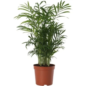 Bitkim Sende Areka Palmiyesi 30-40CM