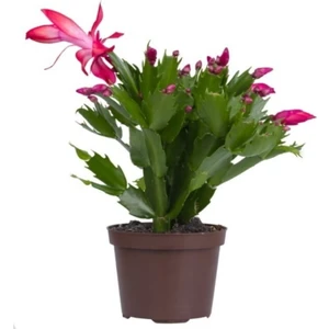 Bitkim Sende Schlumbergera 'pink' - Kaktüs - Pembe Yılbaşı Çiçeği
