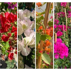 Bitkim Sende Begonvil Sarmaşığı Set 4 Adet (Kırmızı Beyaz Mor Pembe) Bol Çiçekli Balkon/bahçe Çiçeği