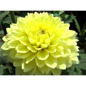 Bitkim Sende Sarı Dahlıa Yıldız Çiçeği 20 60 cm