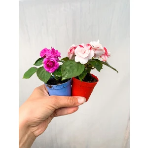 Bitkim Sende Mini Saksıda 2 Adet Katmerli Cam Güzeli