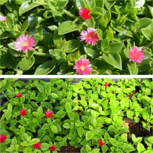 Bitkim Sende Buz Çiçeği 40 Adet Mezar-Kabir Yer Örtücü Bitki Sarılıcı Yazkış Yeşil