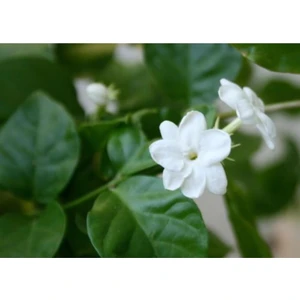 Bitkim Sende Ful Yasemini 70 cm Beyaz Yasemin