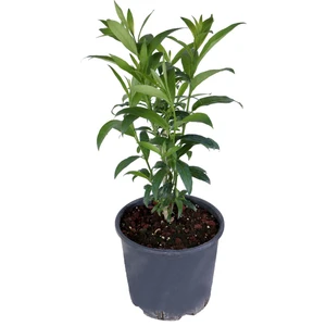 Bitkim Sende Melisa Parfüm Çiçeği - Canlı Çiçek - Cestrum Nocturnum