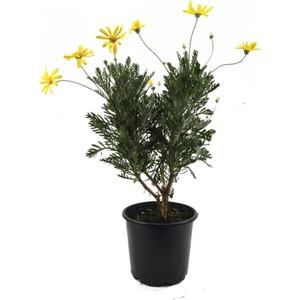 Bitkim Sende Sarı Papatya - Sarı Çalı Papatyası (Euryops Pectinatus) Saksı'da