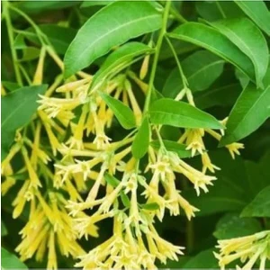 Bitkim Sende Melisa Kolanya Çiçeği Çok Kokan 60 cm