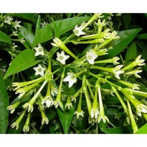 Bitkim Sende Gece Sefası Limon Çiçeği Melisa Gece Sefası Limon Çiçeği Melisa (Torbalı)