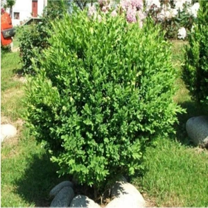 Bitkim Sende Saksılı Şimşir Fidanı Yaş 2 - Boy 50-70 cm Boy